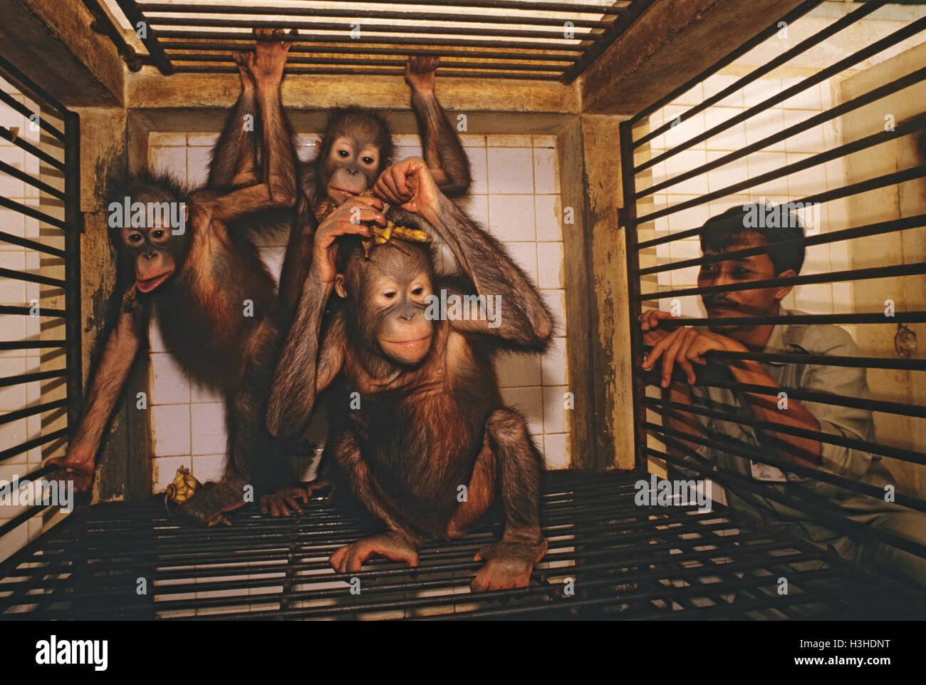 Bornean orangután (Pongo pygmaeus) Foto de stock