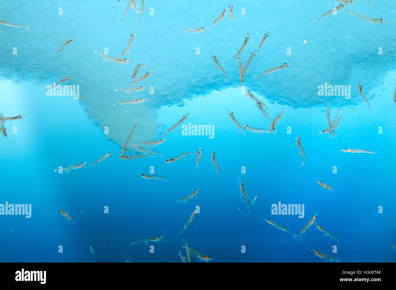 El krill antártico (Euphausia superba) Foto de stock