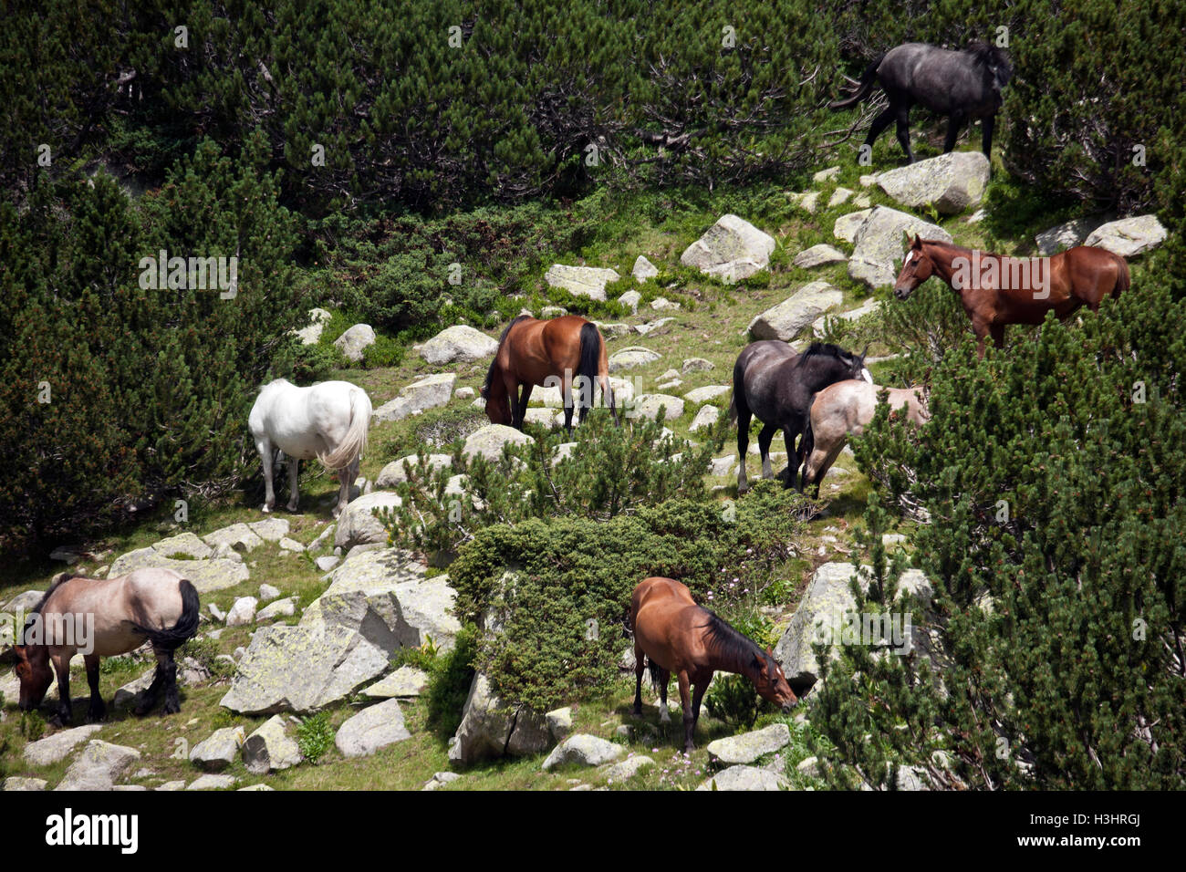 Los caballos que pastan en pastos de montaña en el sitio de Patrimonio Mundial del Parque Nacional de Pirin, Bulgaria Foto de stock