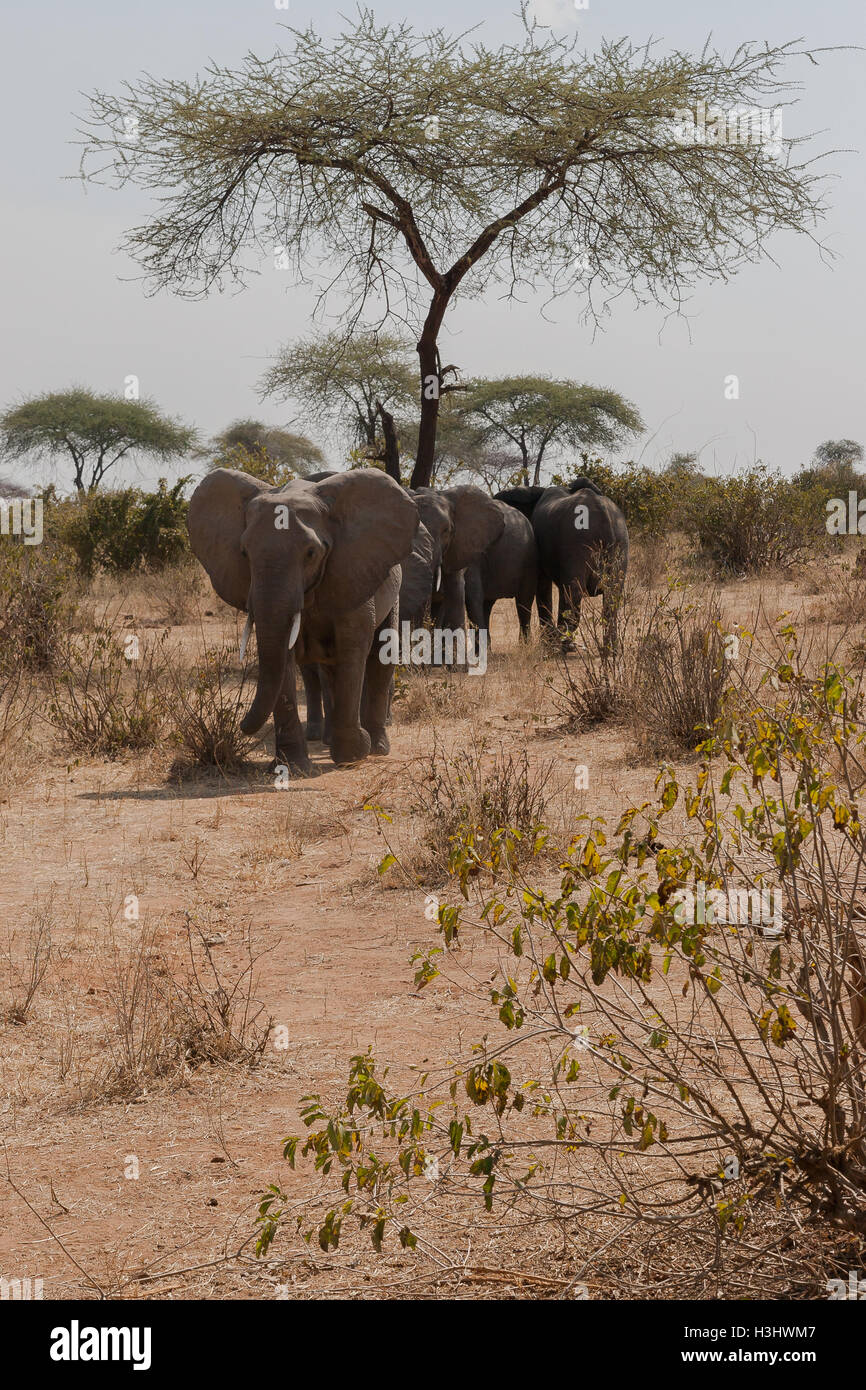 Los elefantes africanos en el monte Foto de stock