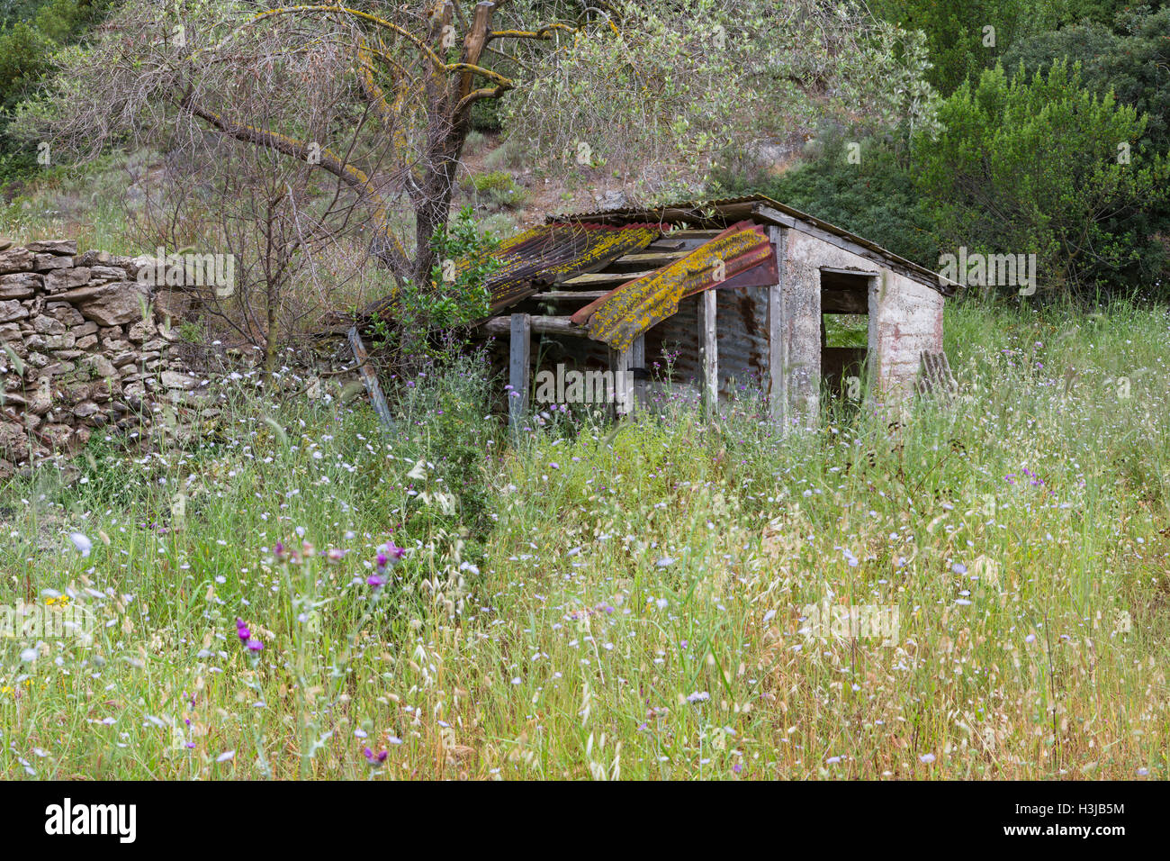 Un viejo galpón griega está ruinoso en un campo de flores silvestres, Grecia. Foto de stock