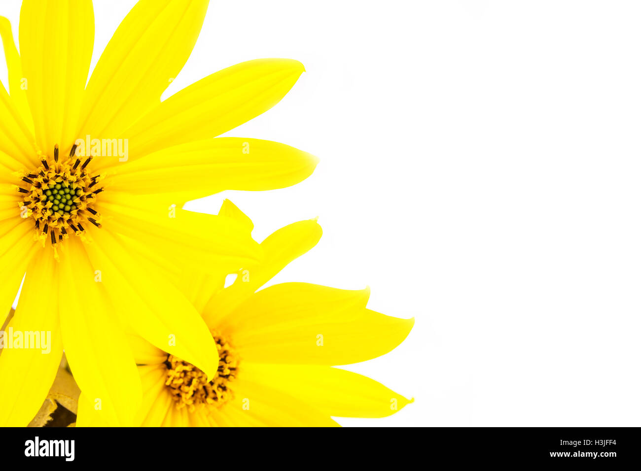 Con pétalos de flores amarillas finas sobre fondo blanco de luz Fotografía de stock - Alamy Con pétalos de flores amarillas finas sobre fondo blanco de luz Fotografía de stock - Alamy