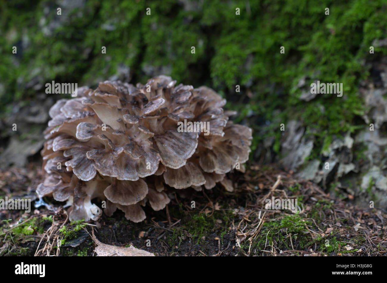 Grifola frondosa, polyporus seta comestible whidele khown en el Lejano
