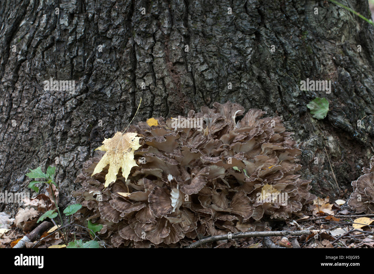 Grifola frondosa, polyporus seta comestible whidele khown en el Lejano