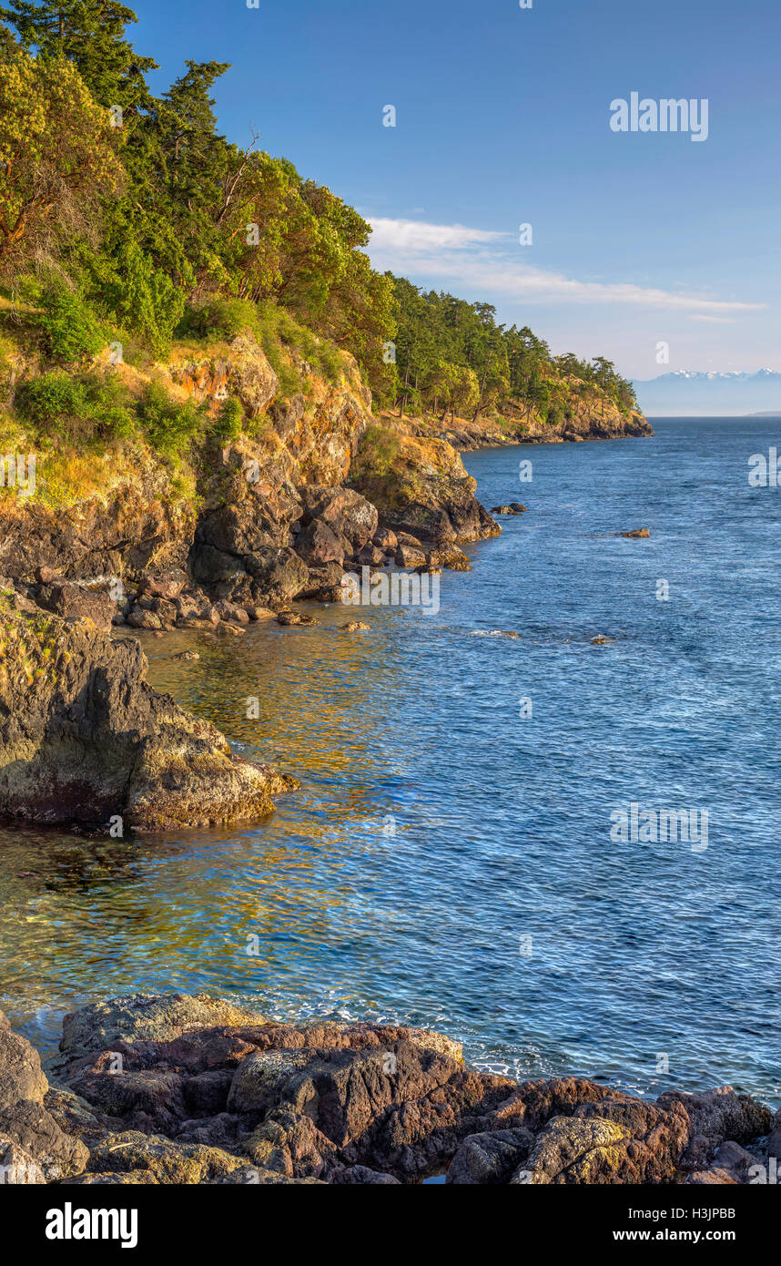 Ee.Uu., Washington, la Isla San Juan, Pacífico y madrone Douglas Fir crece por encima de costa rocosa en San Juan County Park. Foto de stock