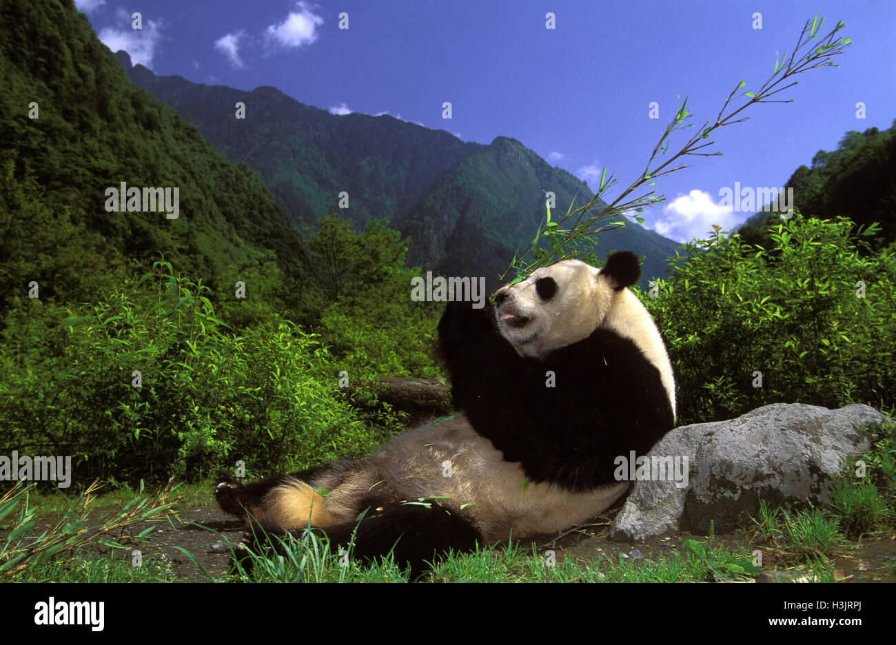 Giant panda habitat fotografías e imágenes de alta resolución - Alamy
