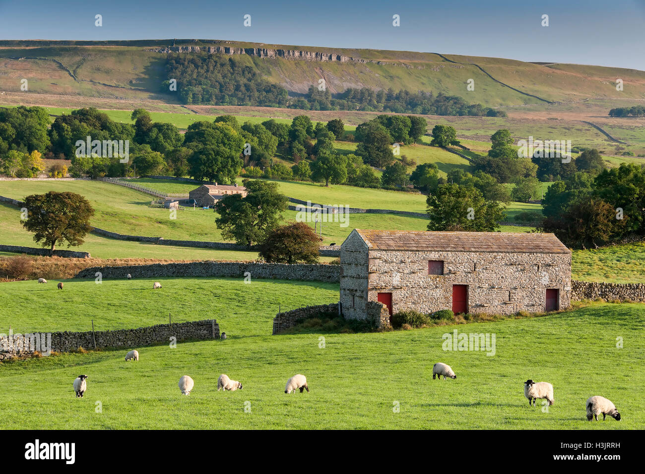 Rebaño de ovejas & Stone Barn, Wensleydale, Yorkshire Dales National Park, Yorkshire, Inglaterra, Reino Unido. Foto de stock