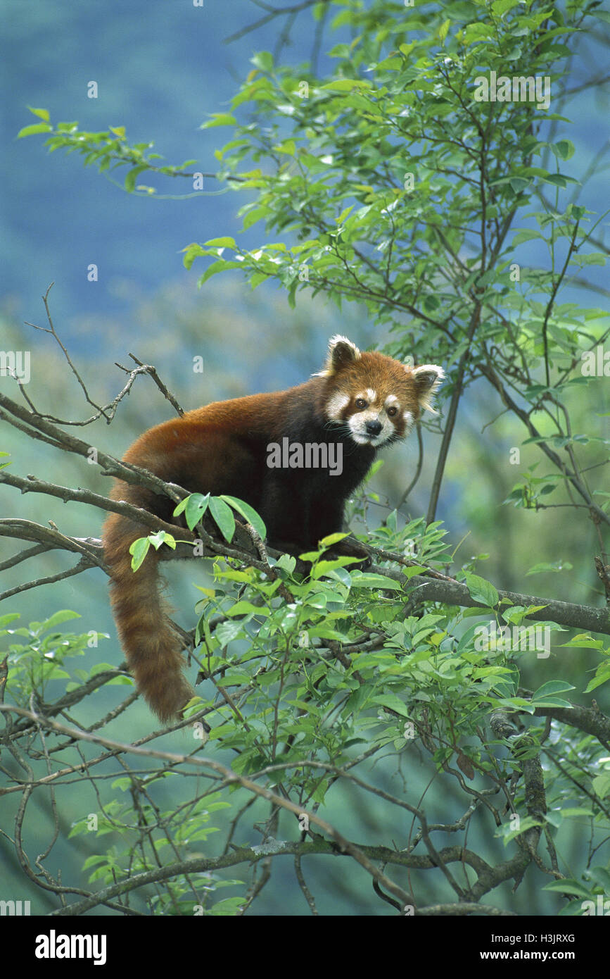 Panda rojo (Ailurus fulgens) Foto de stock