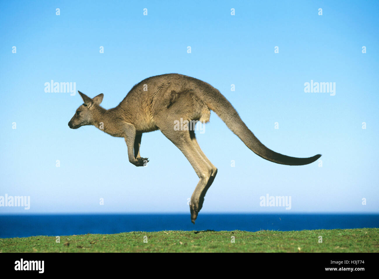El canguro gris oriental (Macropus giganteus) Foto de stock