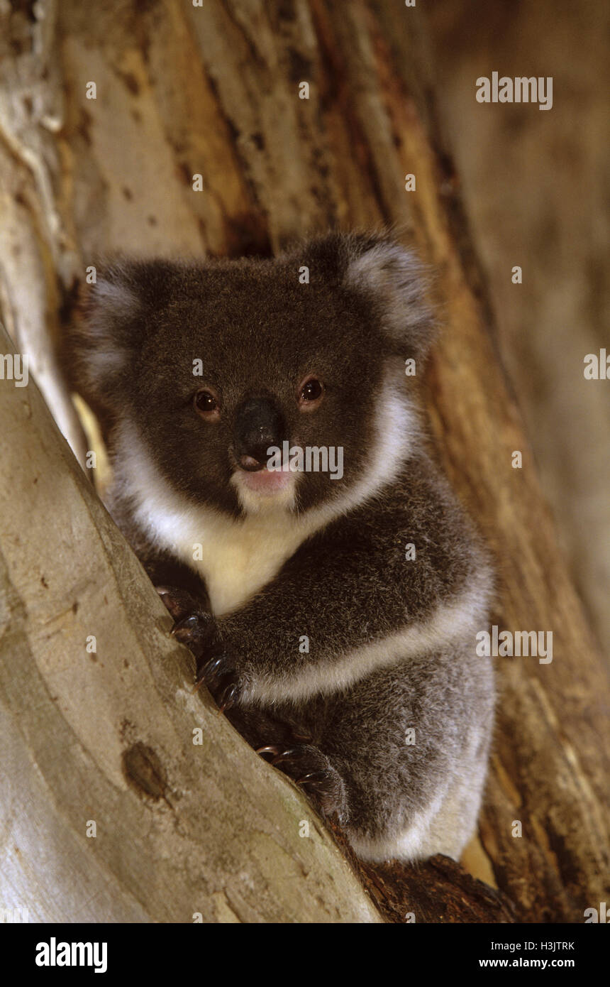 El Koala (Phascolarctos cinereus) Foto de stock