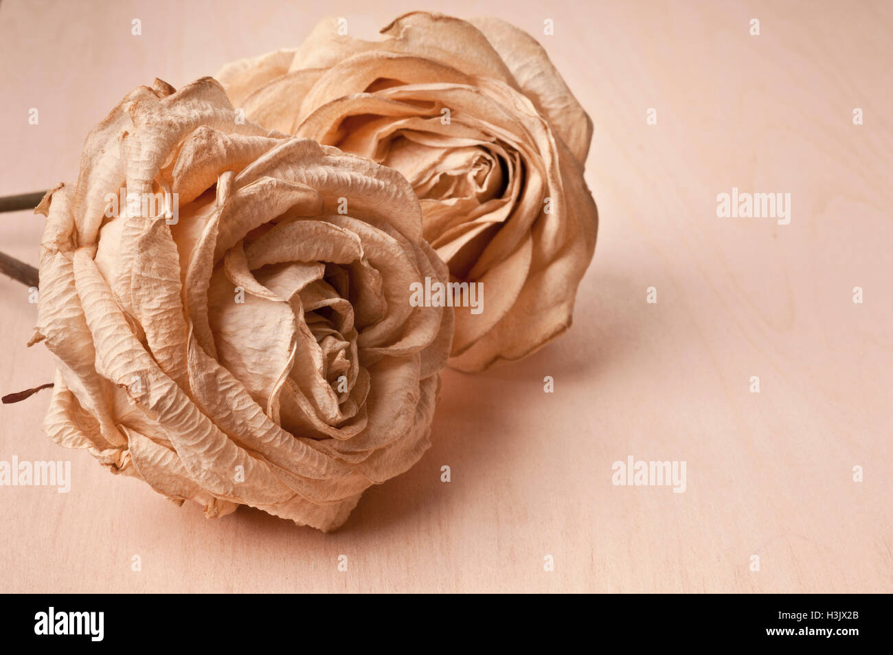 dos rosas secas Foto de stock