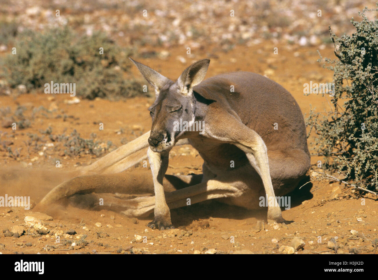 Canguro rojo (macropus rufus) Foto de stock