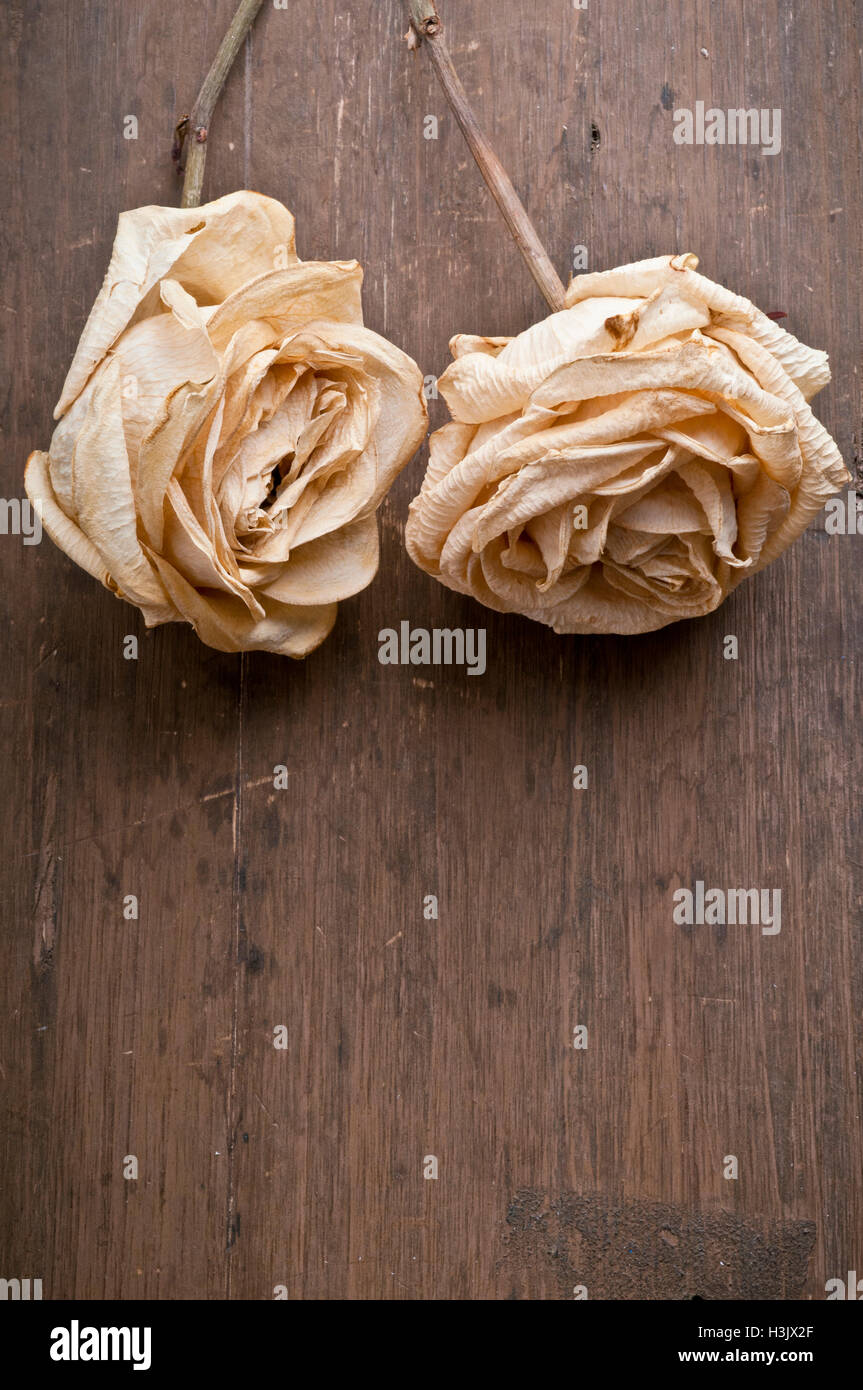 dos rosas secas Foto de stock