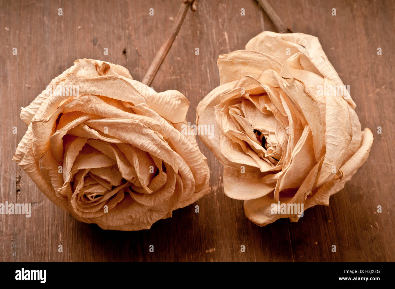dos rosas secas Foto de stock