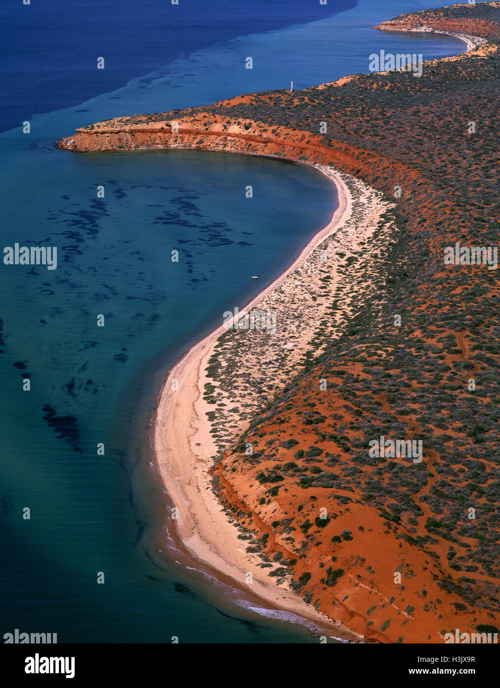 Cama de algas, hábitat del dugong, Foto de stock