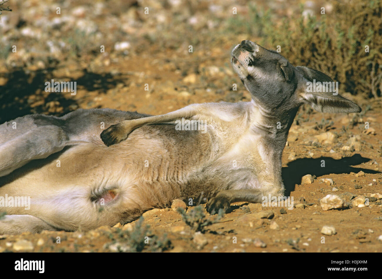 Canguro rojo (macropus rufus) Foto de stock