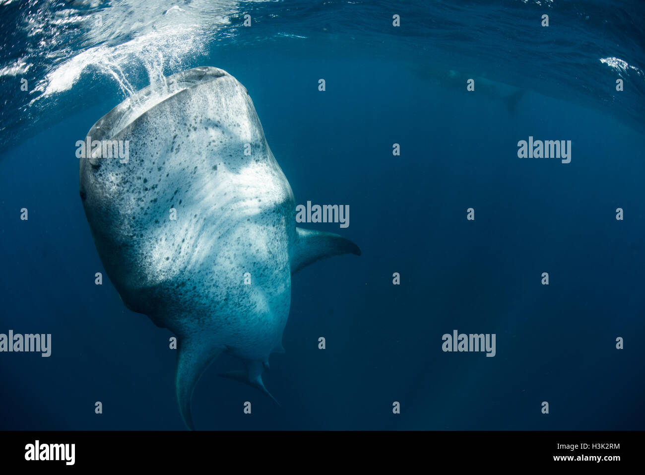 Tiburón ballena (Rhincodon typus) alimentando verticalmente en el agua, Isla Contoy, México Foto de stock