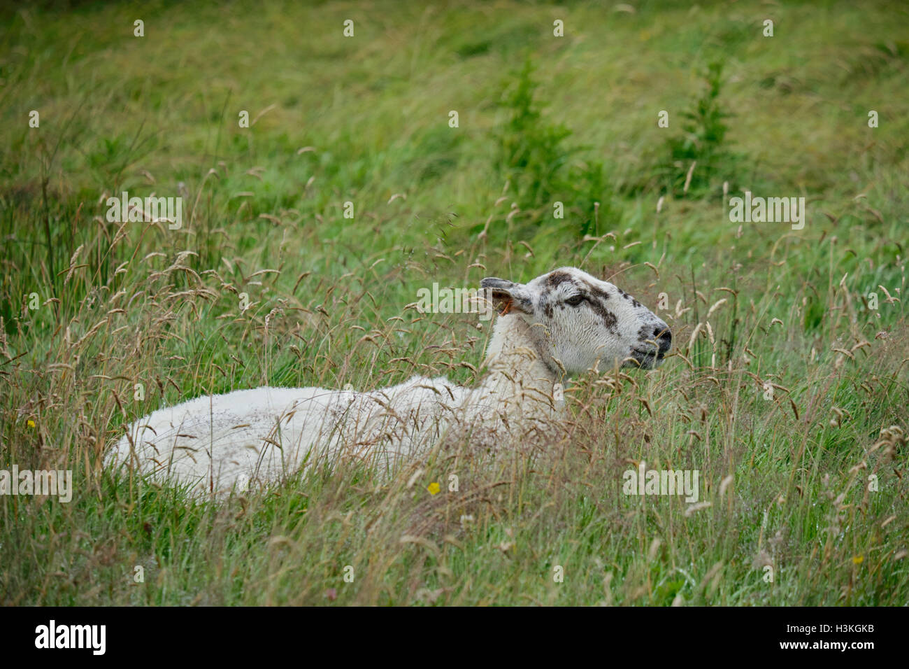 Oveja descansando, oveja, en la hierba larga de un prado cerca del Parque Nacional South Downs, Sussex, Inglaterra, Reino Unido. Foto de stock