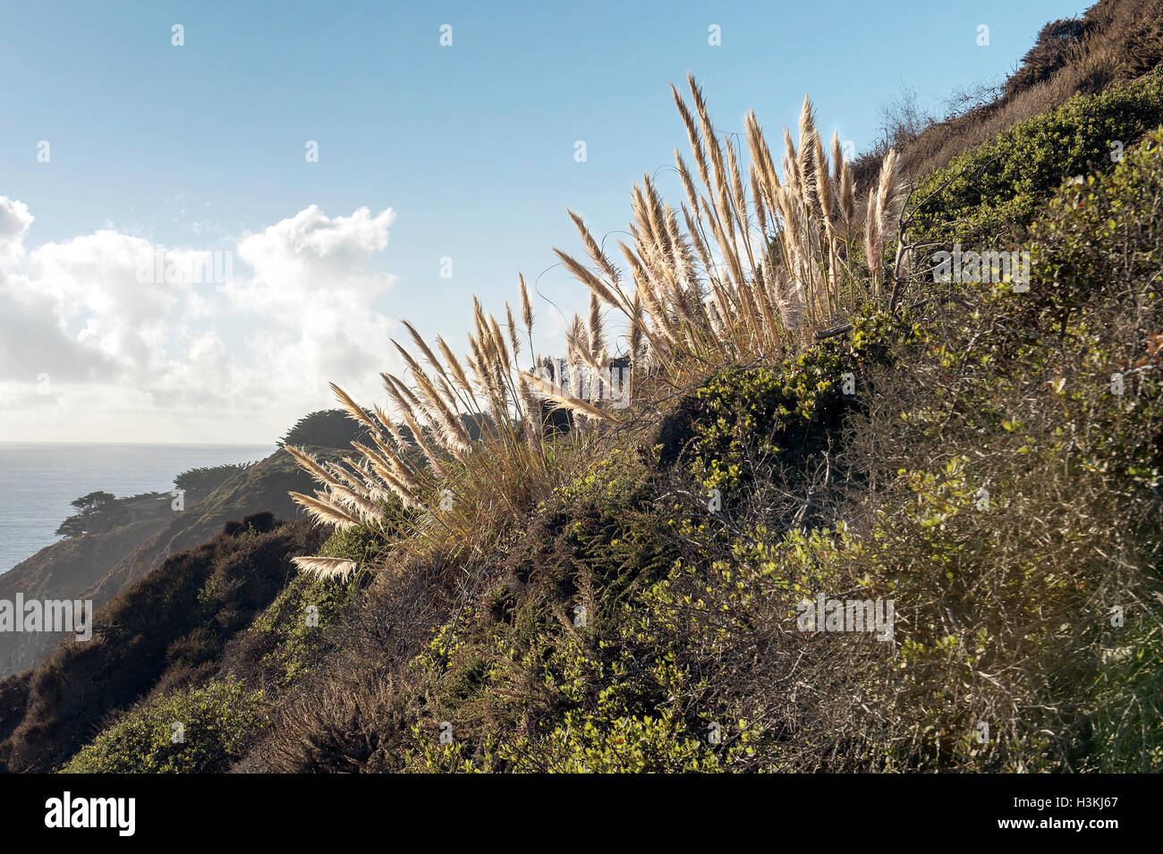 Hierba de la pampa en Bixby Creek Bridge, Bixby Creek, Big Sur, California, Estados Unidos. Foto de stock