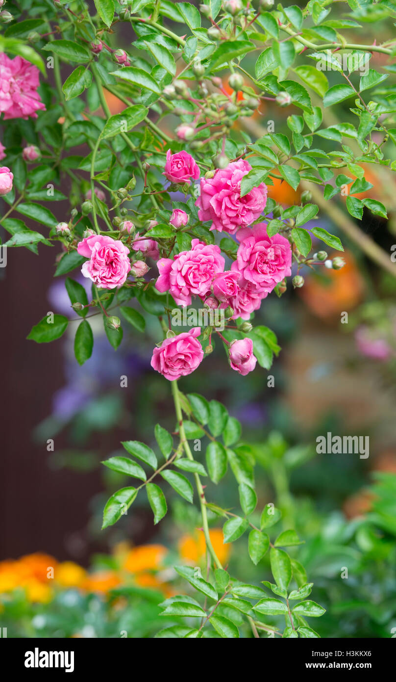 Rambler Rose. Dorothy Perkins roses Foto de stock