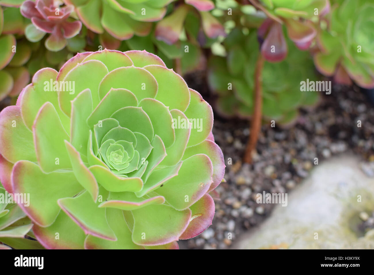 Plantas Suculentas, Aeonium Foto de stock