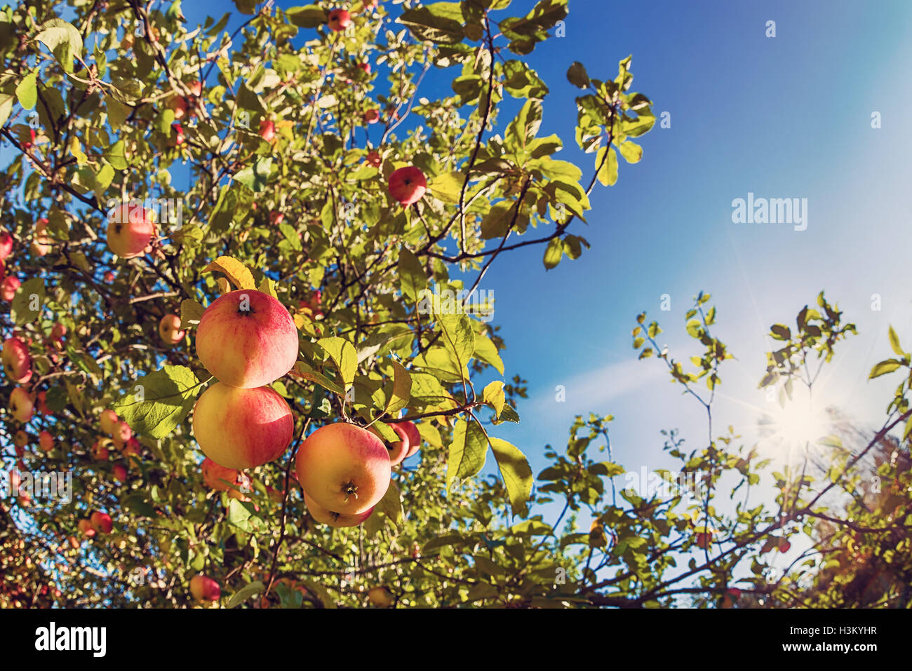 Vista hacia arriba de un otoño manzano contra el azul cielo soleado Foto de stock