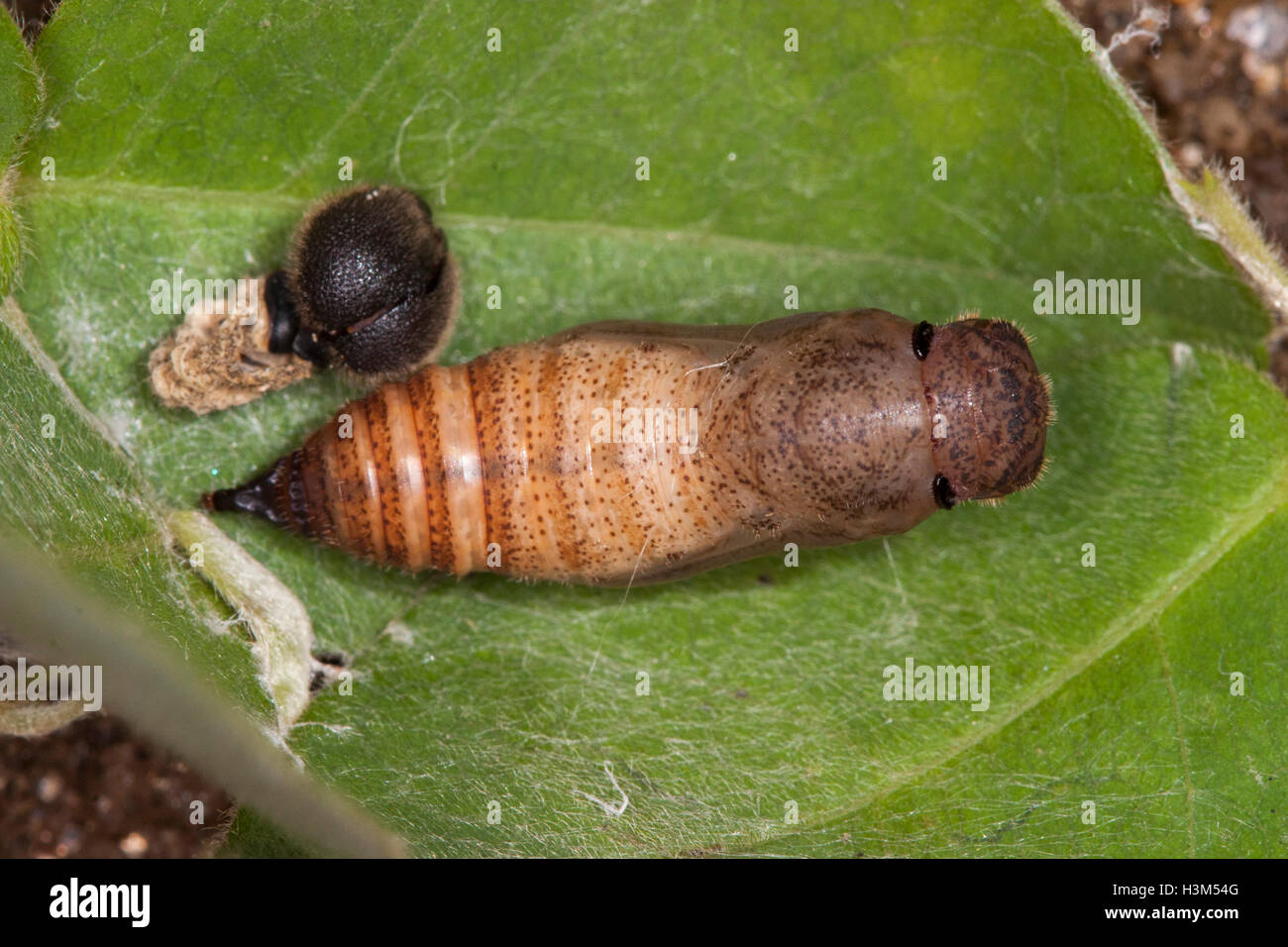 Borde canosos achalarus lyciades Mark Twain National Forest, Barry County, Missouri, Estados staes el 14 de julio de 2005 pupa o crisálida con piel derramada Foto de stock