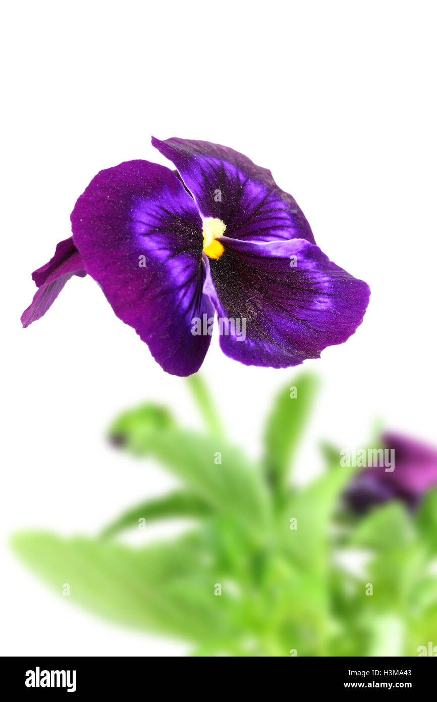 Violeta oscura pansy flor Foto de stock