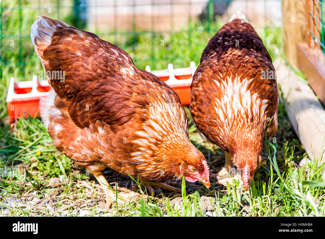 Dos pollos marrón curioso buscando alimento. El pollo es una de las más comunes de animales domésticos Foto de stock