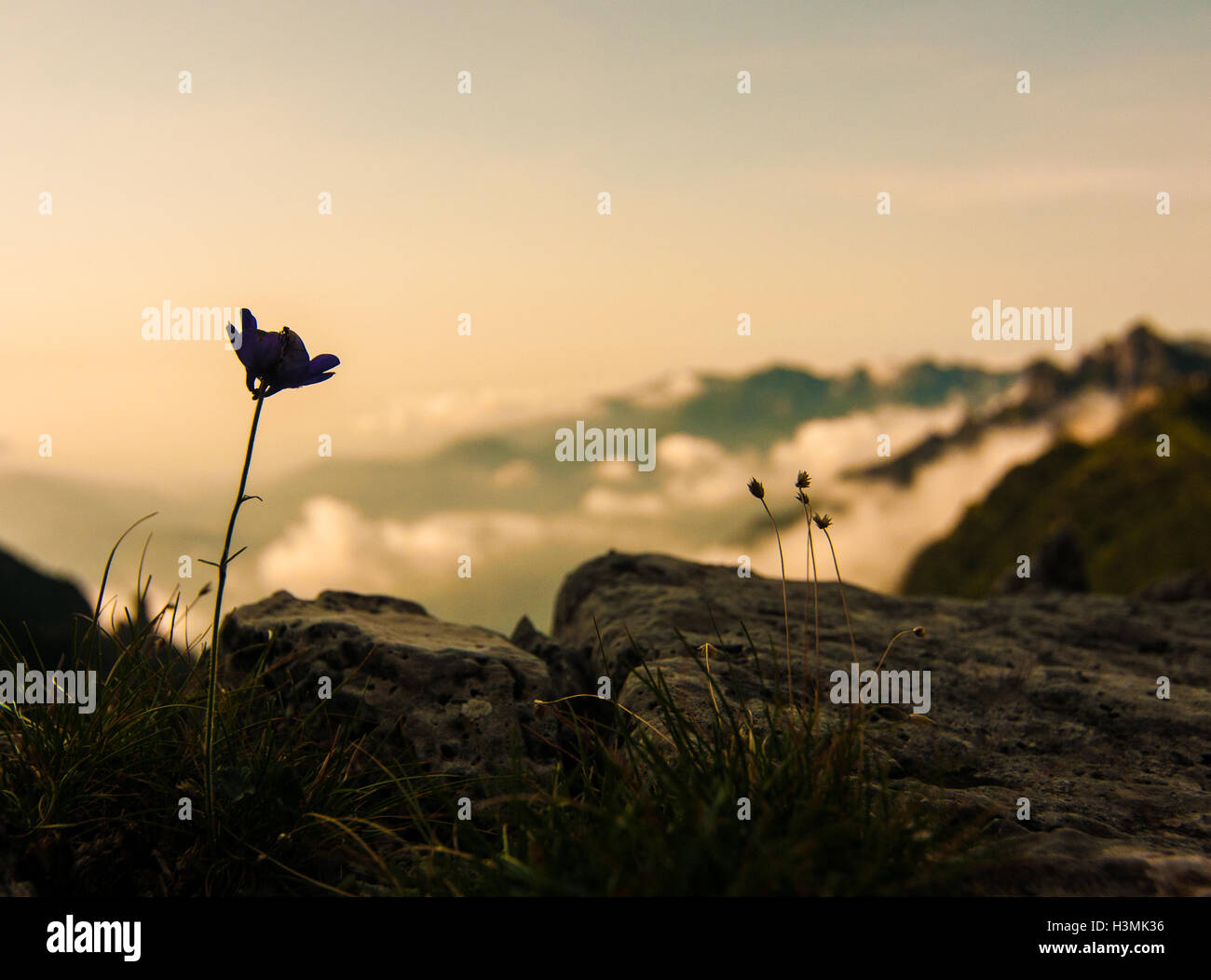 Una flor en el Monte Grappa en los Alpes italianos Foto de stock
