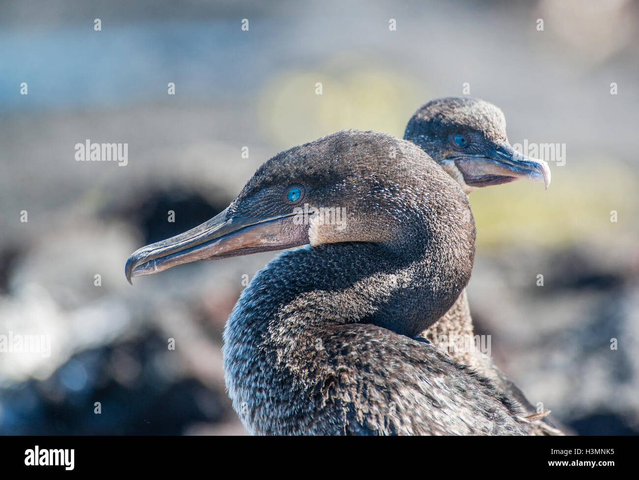 Ecuador, Islas Galápagos, Isla Isabel, perfil retrato de cormoranes no voladores (Nannopterum harrisi) en Punta Moreno Foto de stock