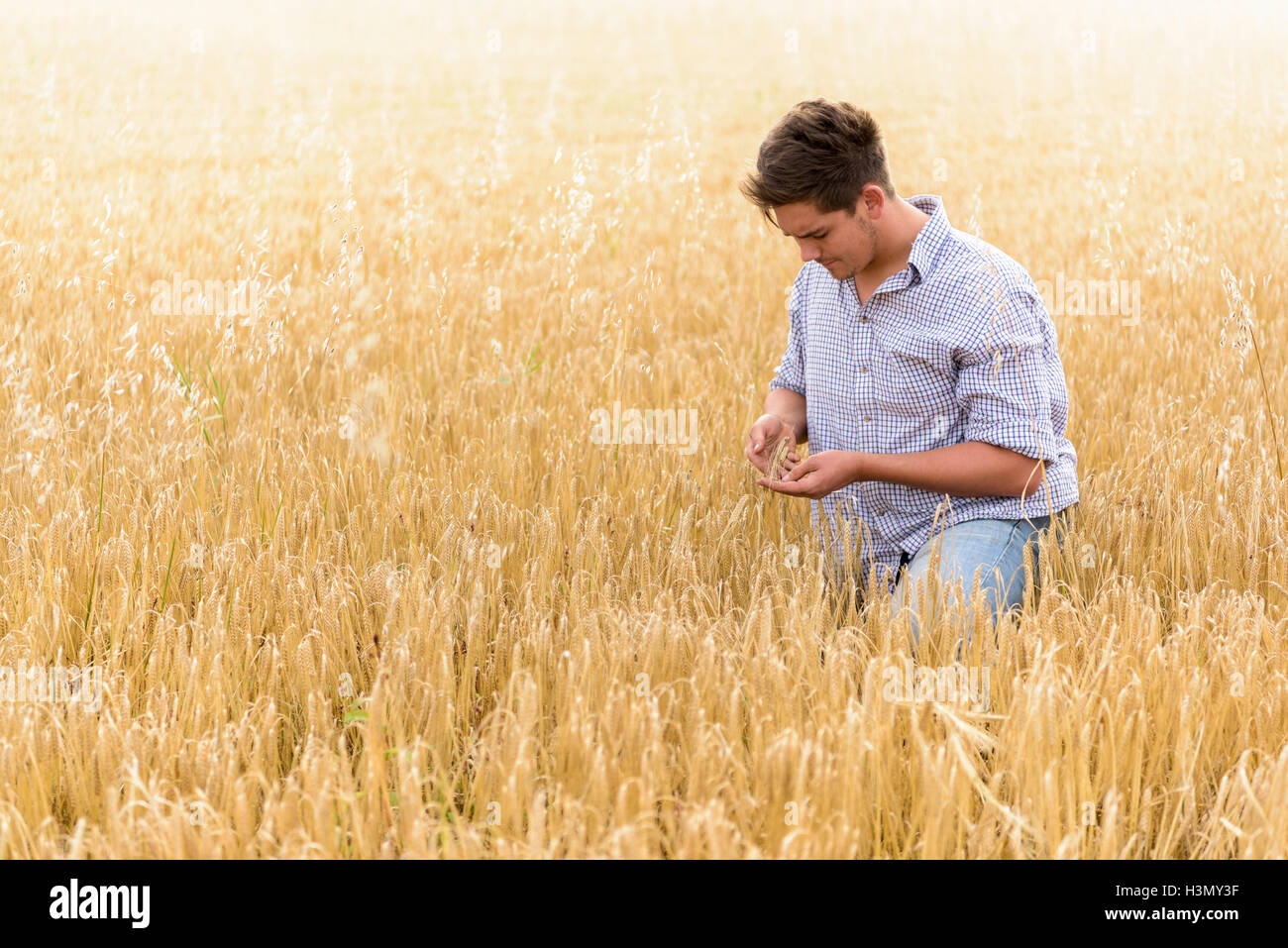 Inspeccionar el agricultor cosecha de cebada orgánica en el campo Foto de stock