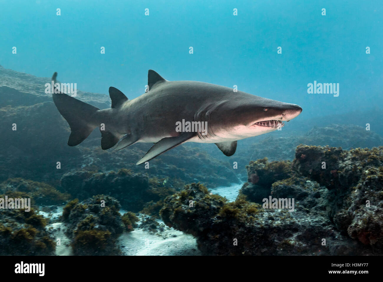 Dientes irregulares o el tiburón tigre de Arena (Carcharias taurus) arrecifes de crucero, Aliwal Shoal, Sudáfrica Foto de stock