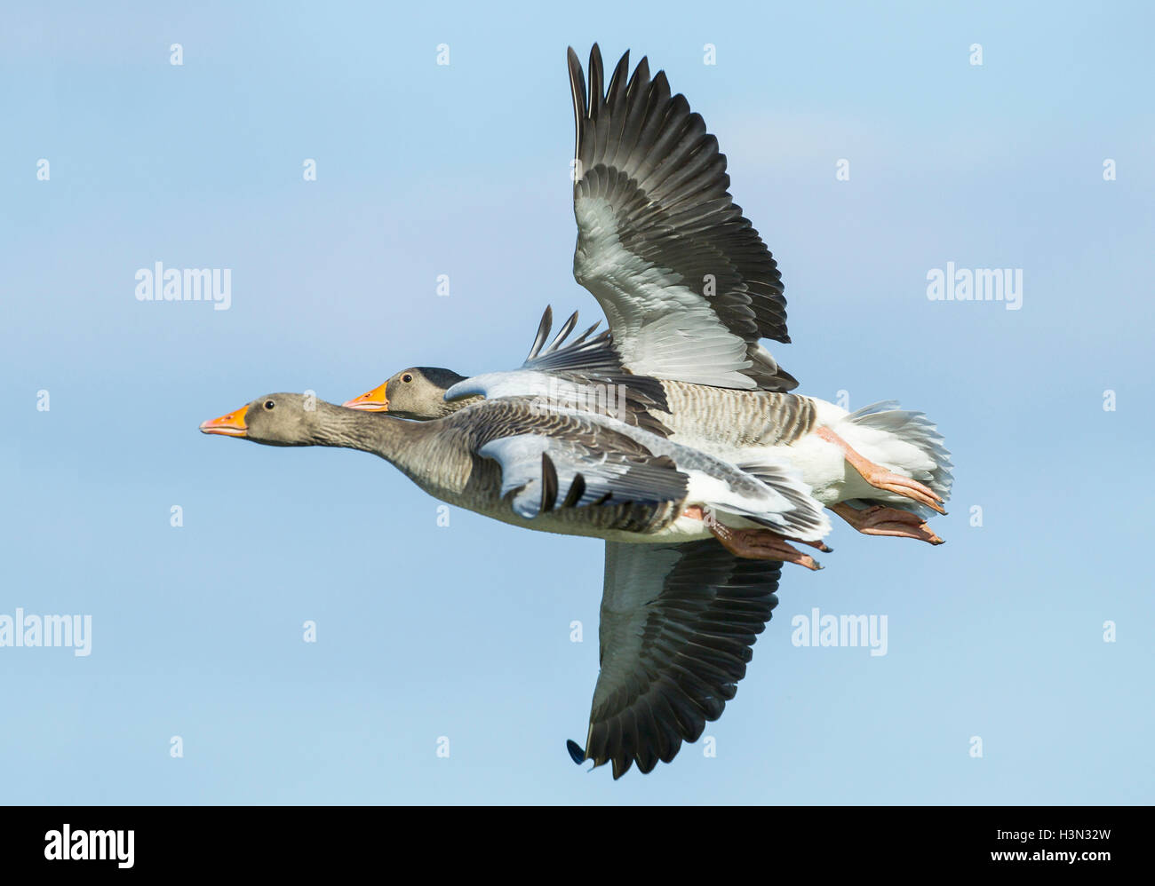 Graylag goose (Anser anser) par de pájaros en vuelo posse en dramático, Norfolk, Inglaterra, Reino Unido. Foto de stock