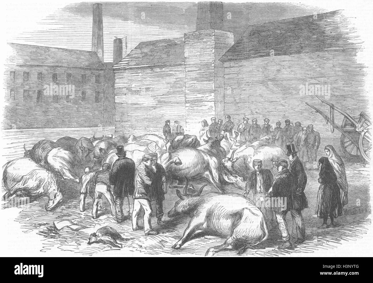 Las vacas ahogadas, Alto, Banco Río Don 1864. Illustrated London News Foto de stock