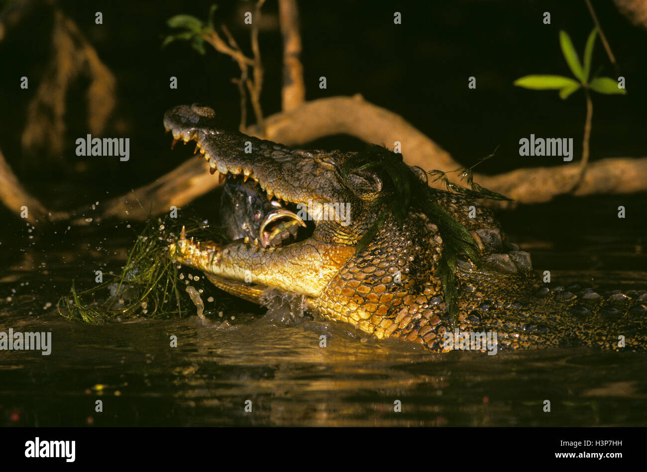 Cocodrilo de estuario (Crocodylus porosus) Foto de stock