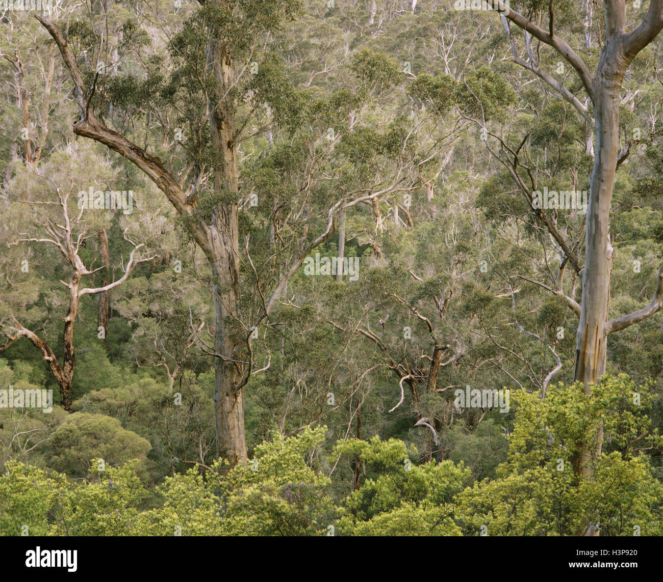 Karri (Eucalyptus diversicolor). Foto de stock