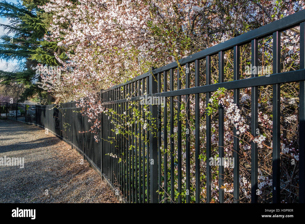 White Cherry Blossoms están en plena floración junto a una valla metálica en Seatac, Washington. Foto de stock