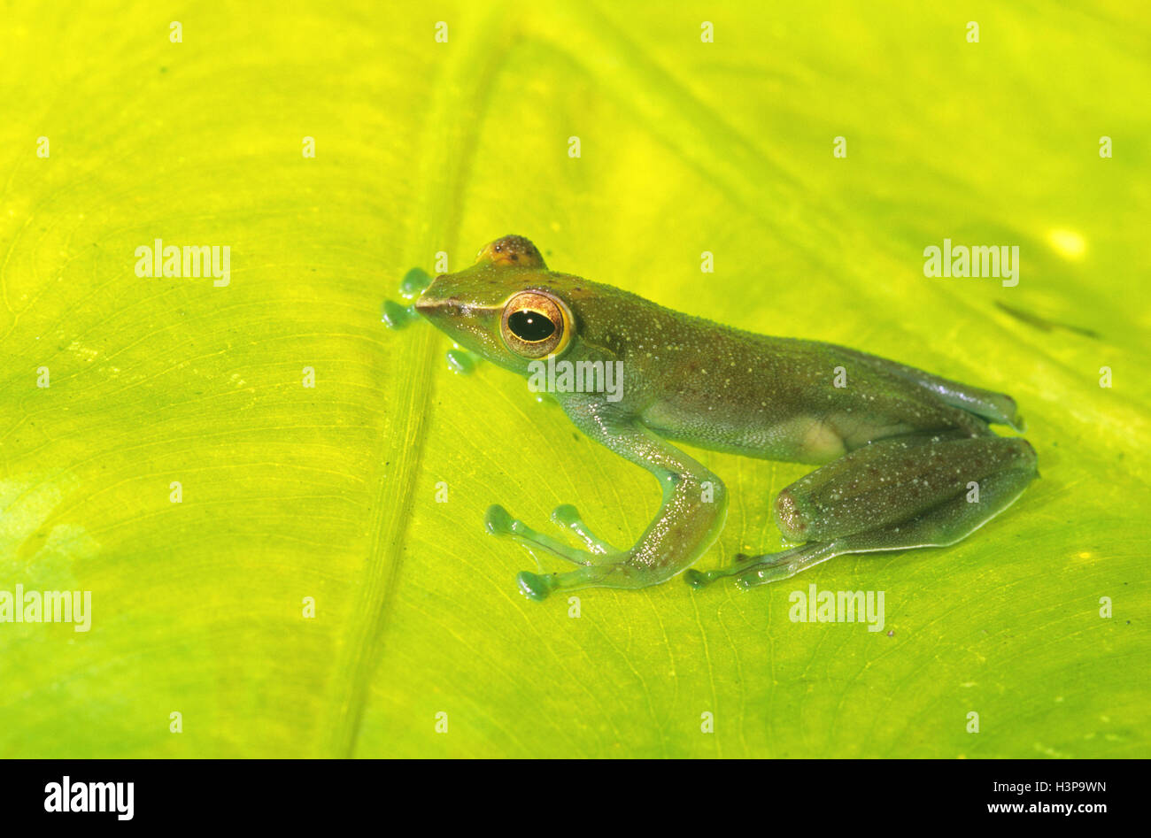 Jade Tree Frog (Rhacophorus dulitensis) Foto de stock