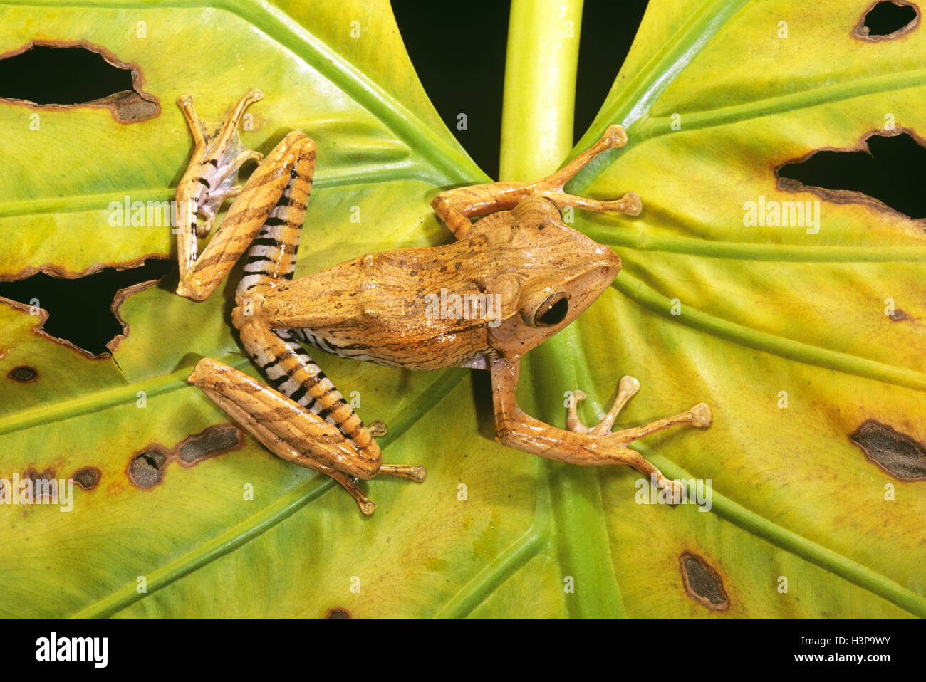 Archivo orejudo Tree Frog (Polypedates otilophus) Foto de stock