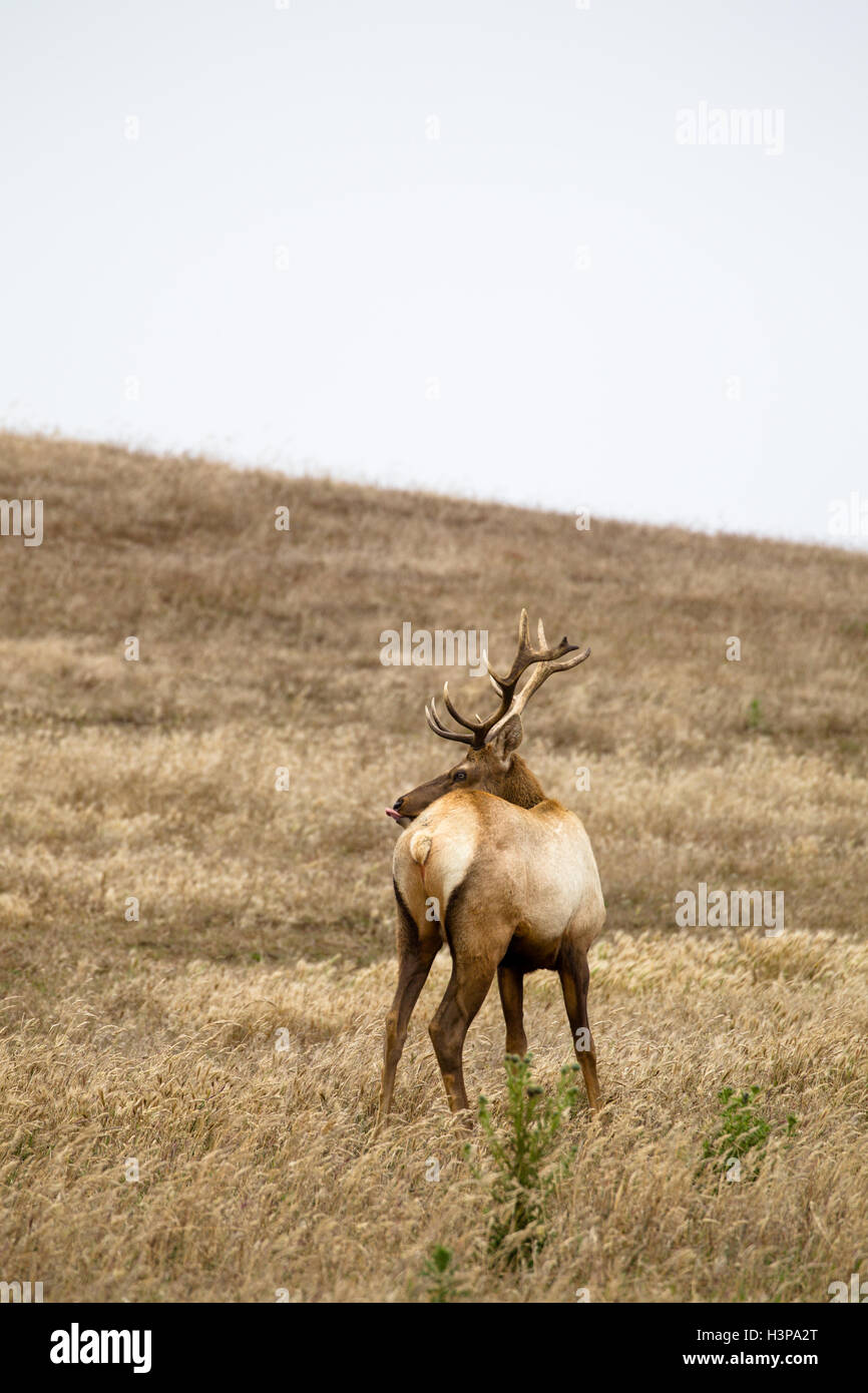 Macho Tule Elk (Cervus canadensis nannodes) en el Point Reyes National Seashore, cerca de San Francisco, California, EEUU. Foto de stock