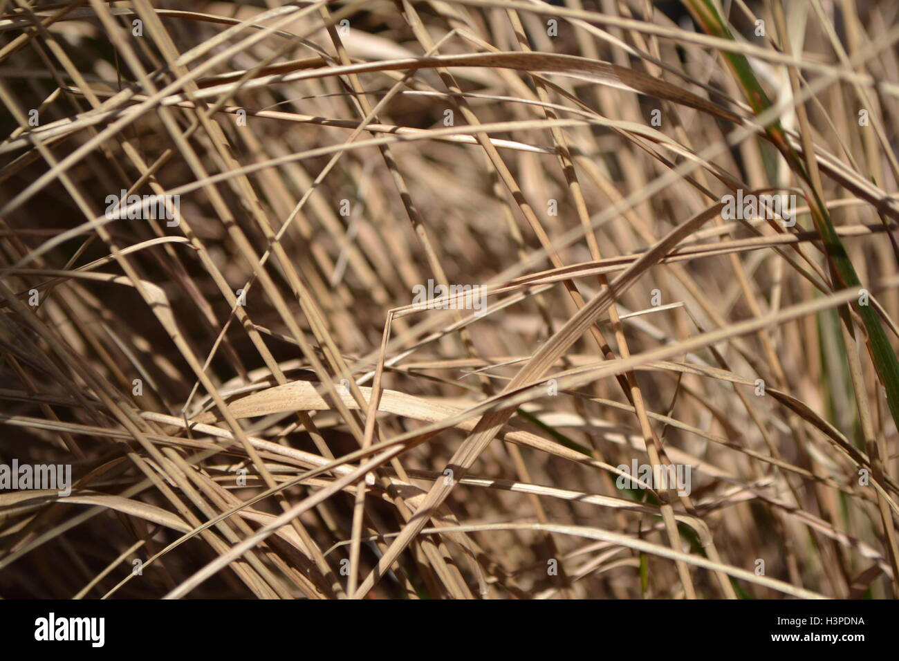 Hierba seca en el sol de otoño Foto de stock