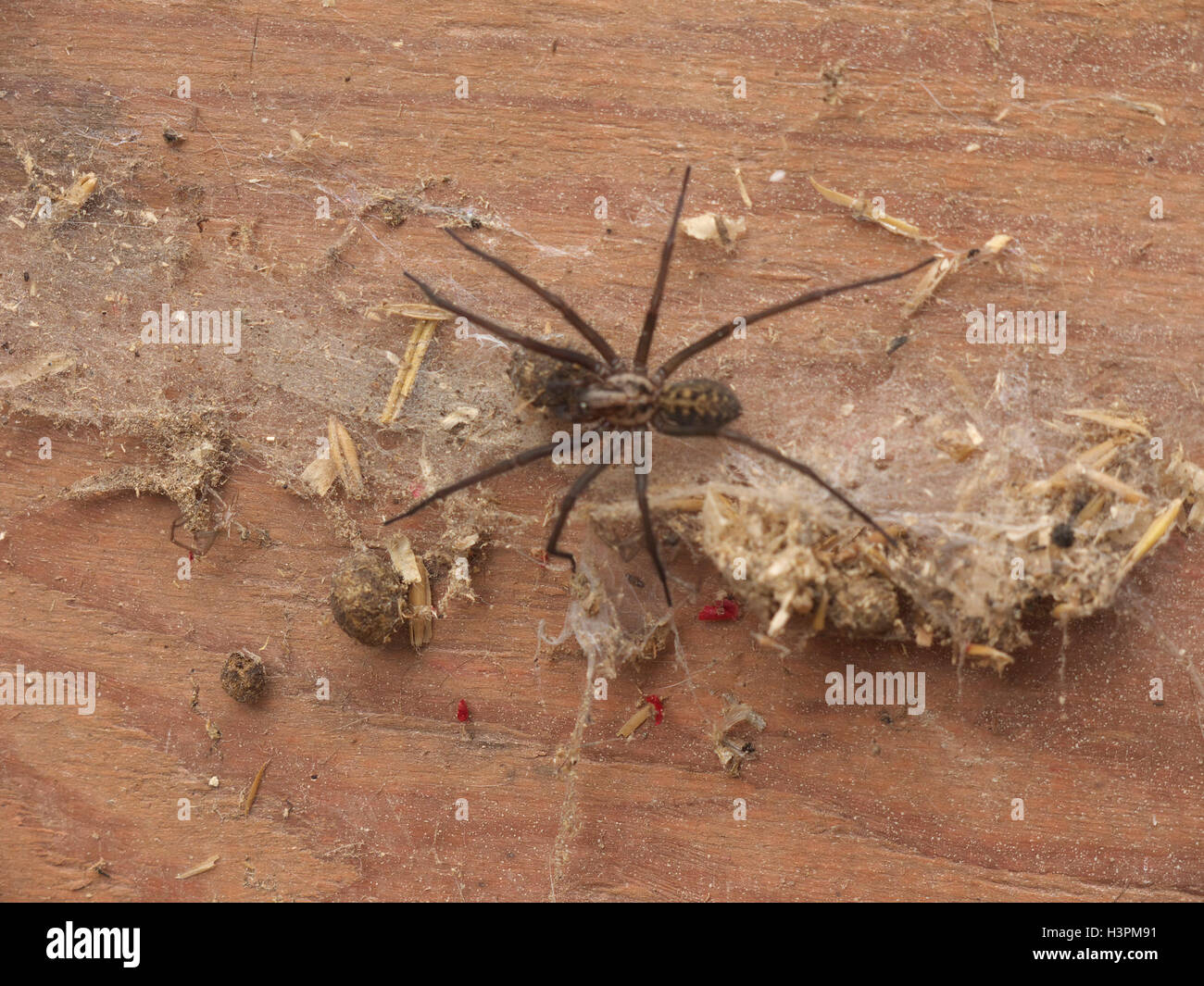 Casa común (araña Tegenaria Atrica Eratigena formalmente gigantea ) Foto de stock