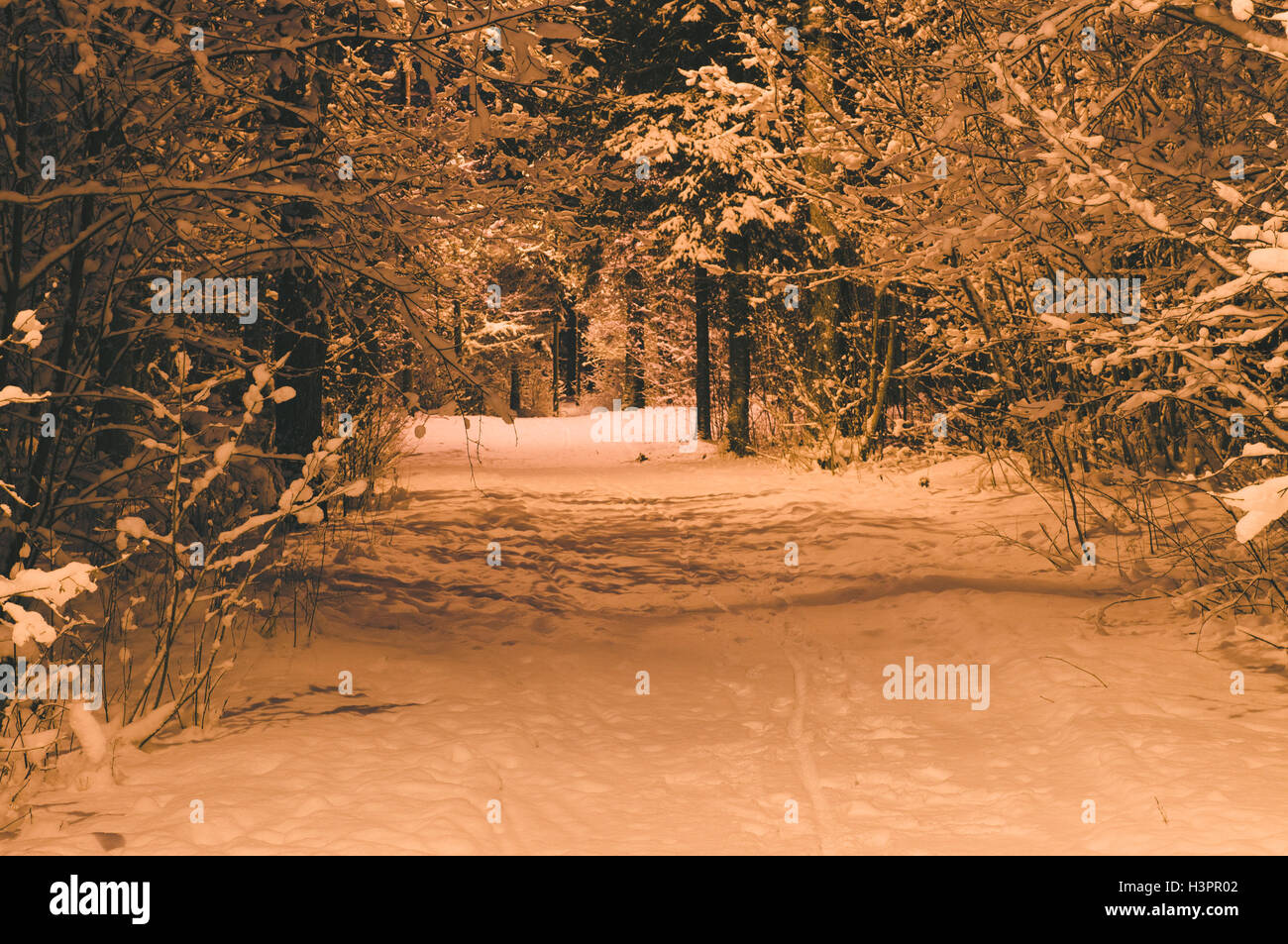 Camino Nevado en invierno, bosque, Night Shot con farola iluminando Foto de stock