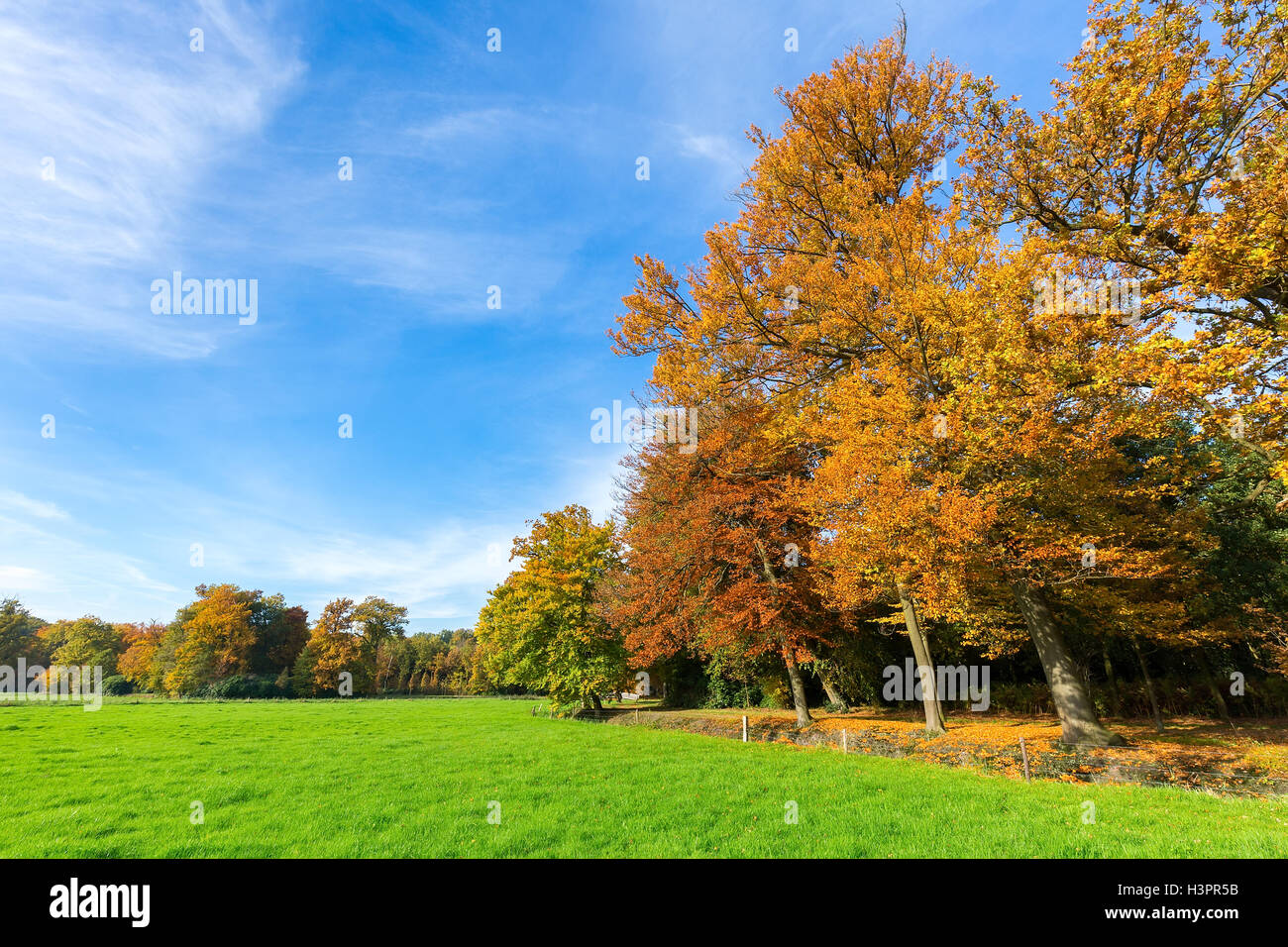 Colorido Paisaje otoñal con árboles cielo azul y verde pradera Foto de stock