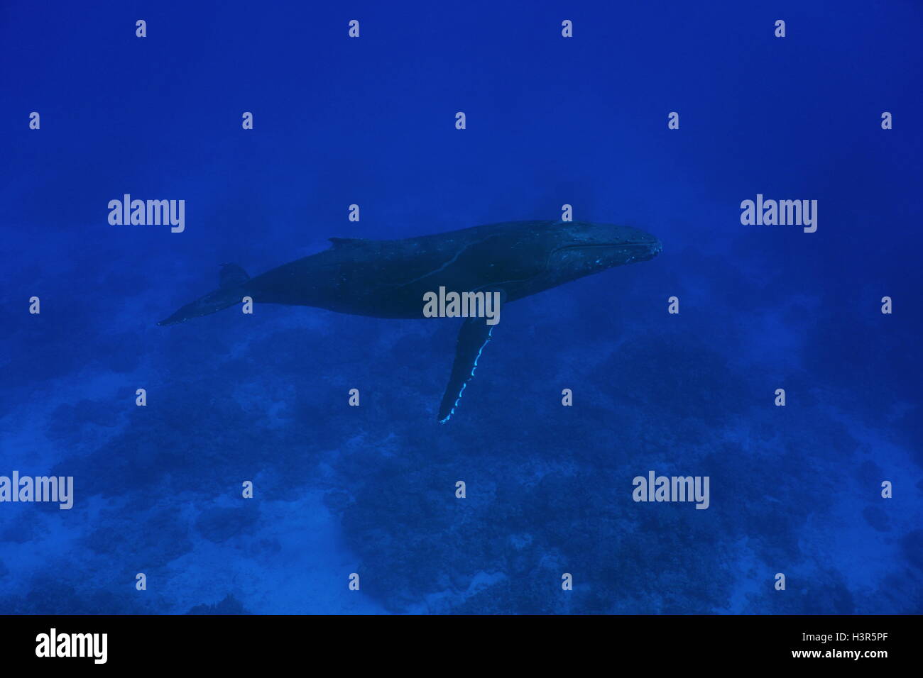 Una ballena jorobada, Megaptera novaeangliae, submarino en el océano Pacífico, la isla de Rurutu, austral archipiélago, Polinesia Francesa Foto de stock