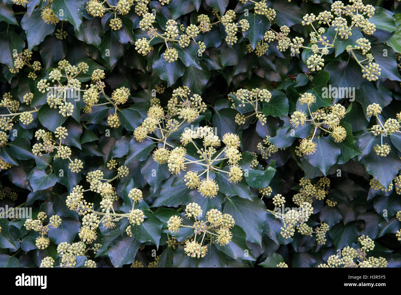 La hiedra común (Hedera helix) en flor, closeup, Divonne Les Bains, departamento de Ain, en el este de Francia Foto de stock
