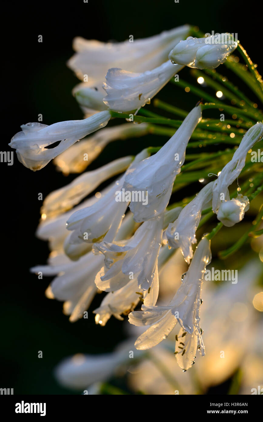 Agapantos blancos fotografías e imágenes de alta resolución - Alamy