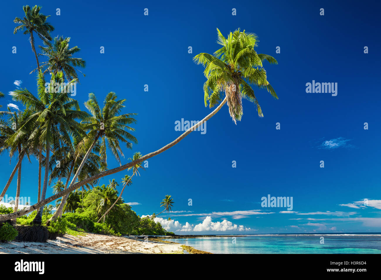 Playa Tropical en el lado sur de la isla de Samoa con cocoteros Foto de stock