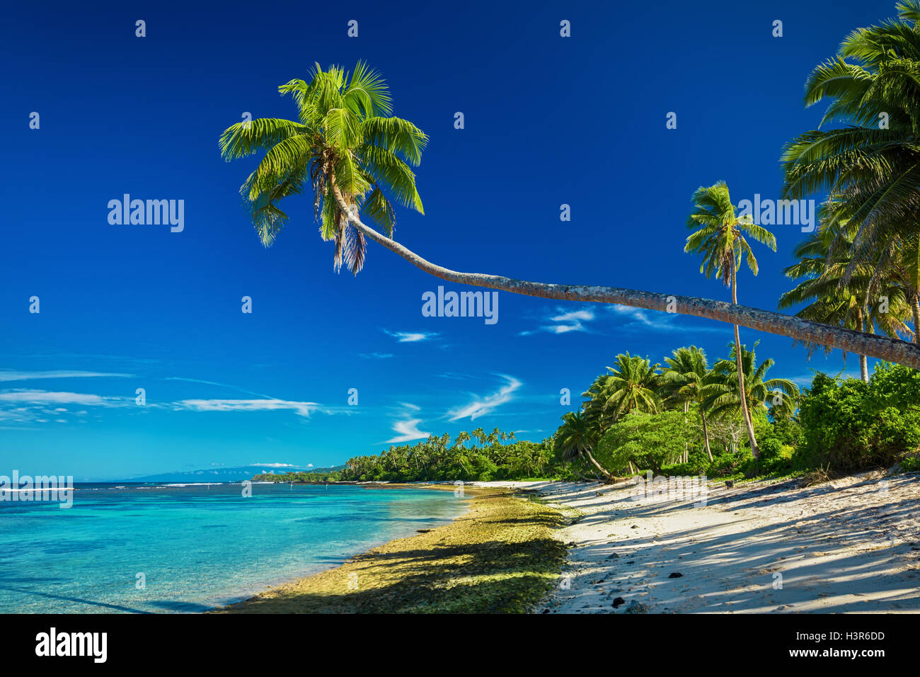 Playa Tropical en el lado sur de la isla de Samoa con muchas palmeras Foto de stock